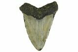 Fossil Megalodon Tooth - North Carolina #376925-2